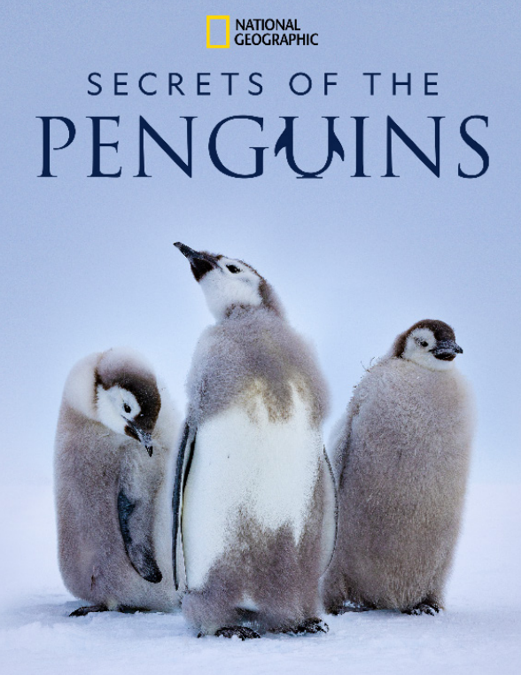 secrets of the penguin