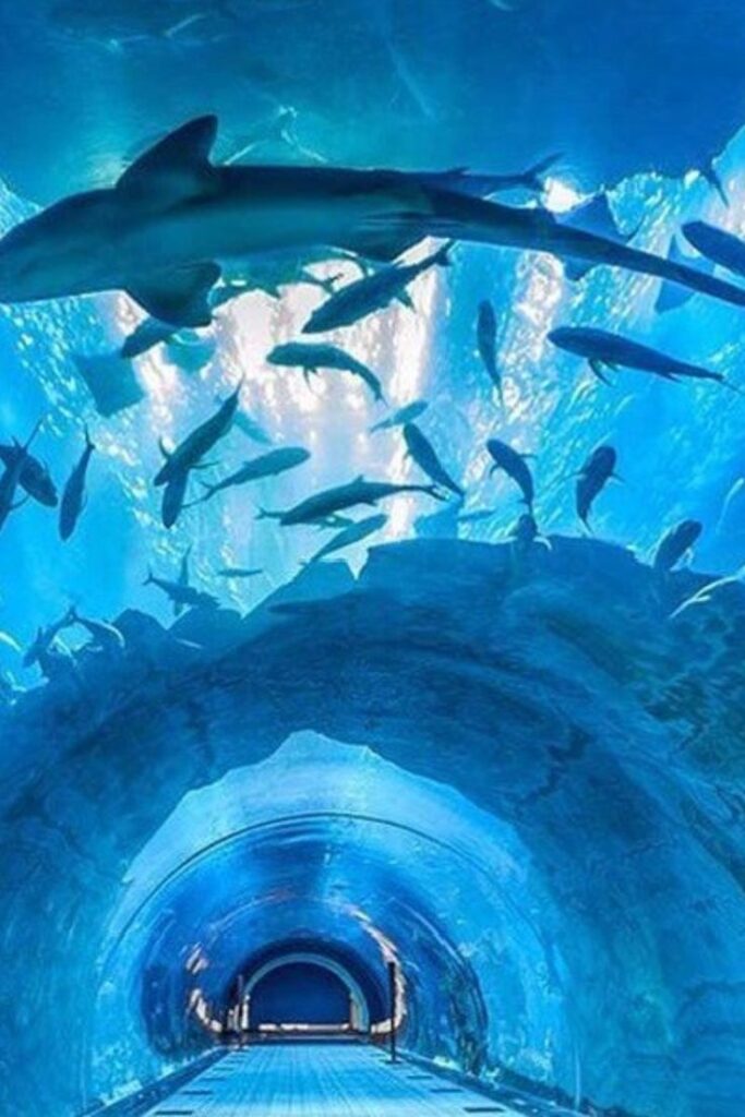 underwater zoo